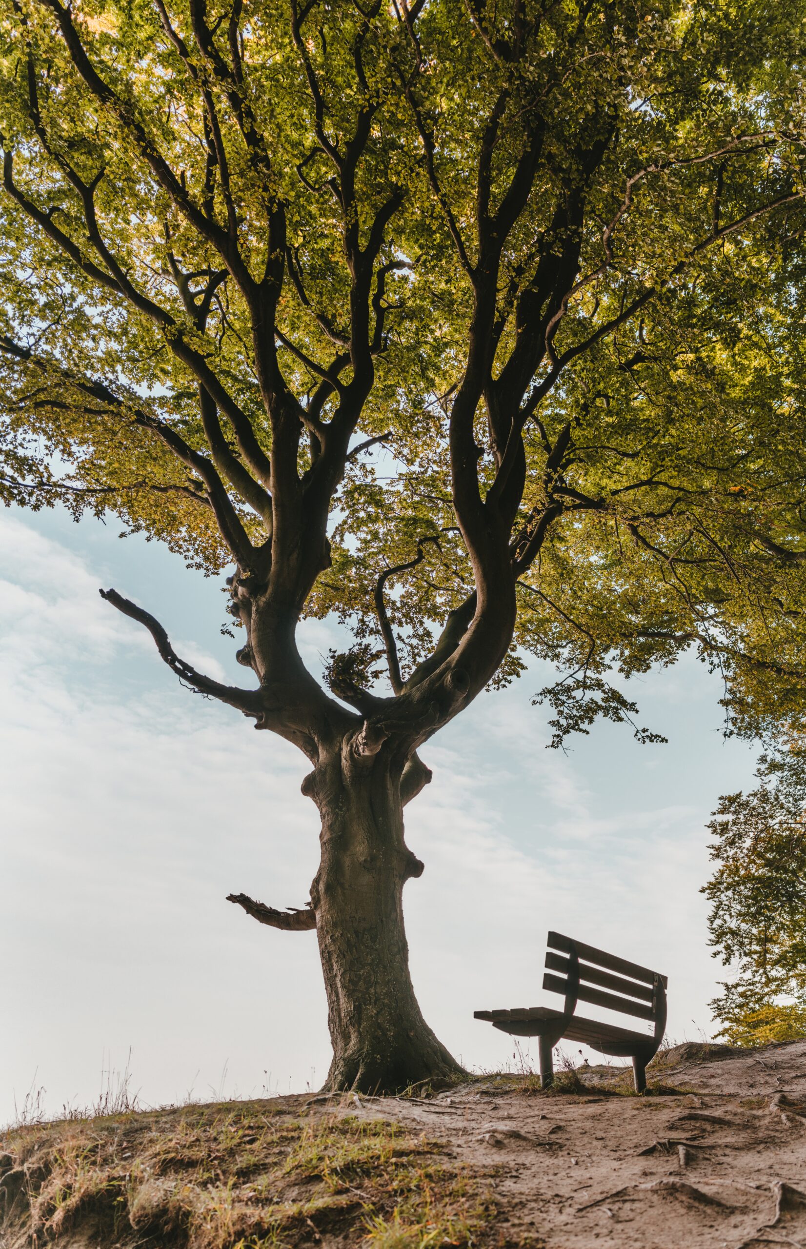 pexels-felix-mittermeier-1459497